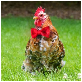 test-images-10