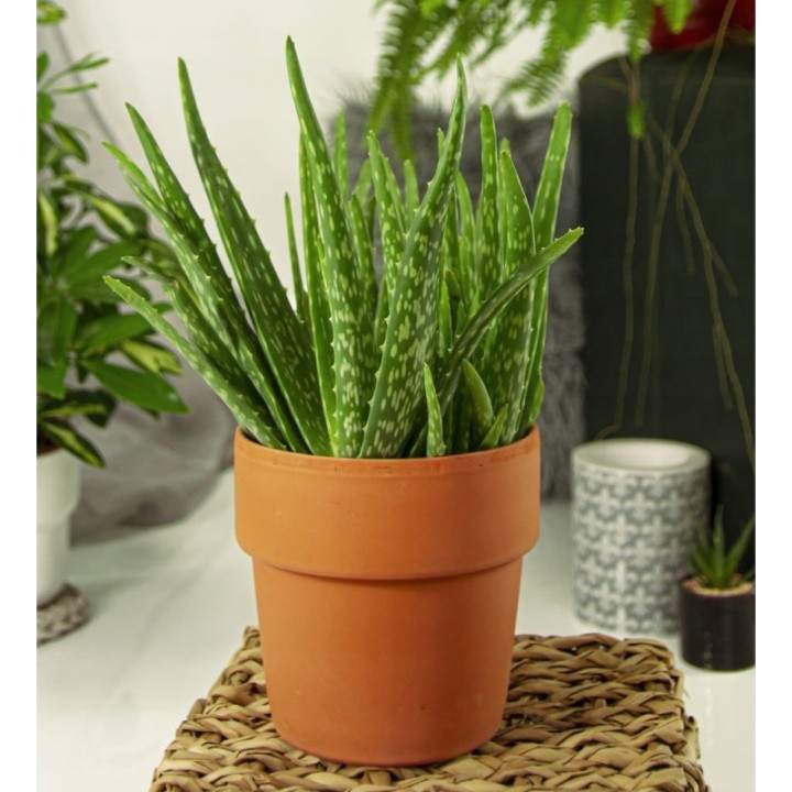 Aloe Vera, Aloes Gęsty