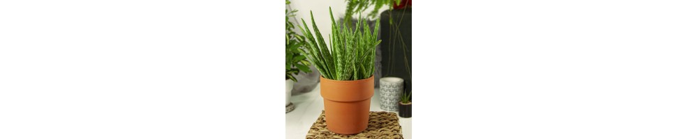 Aloe Vera, Aloes Gęsty