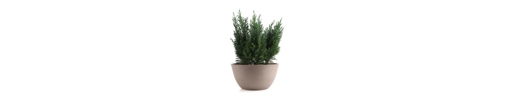 Doniczka, Misa ekologiczna, Tupe, 25,5x25,5x12,7h cm TIN TOURS